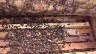 Пчелы зимой  Осмотр пчел 29 января в связи с неожиданным потеплением Bees in winter