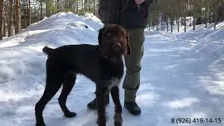 Как отучить собаку бояться выстрела