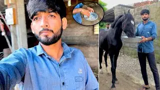 घोड़े को ये खिलाते है Storng बनाने ? HOW TO CARE FOR A HORSE 😱