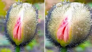 20 Exotic Plants That You Didn't Imagine Existed