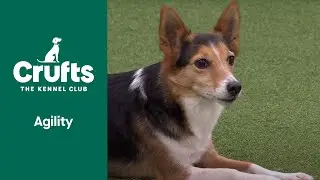 Agility Championship | Small and Medium Final | Crufts 2022