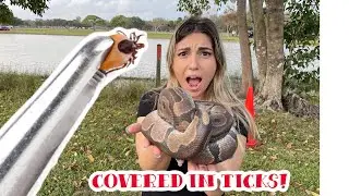 REMOVING 110 TICKS OFF OF A WILD BALL PYTHON!