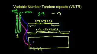 Variable number tandem repeats