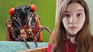 17-YEAR CICADA INVASION!