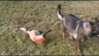 Собака и Лиса ИГРАЮТ  вместе