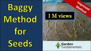 Improved paper towel and baggy method for germinating seeds (fast)