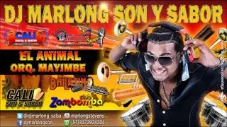 El Animal - Orq. Mayimbe - Dj Marlong Son y Sabor 2015