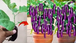 New skills! Growing a eggplants tree with eggplant fruit in pot