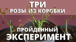 РОЗЫ ИЗ КОРОБКИ! Как жили, и как умирали. 9 апреля 2024 г.