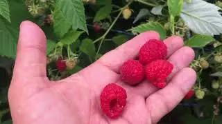 Саженцы малины. Ремонтантная малина сорта Кванза.