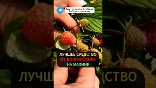 Народное средство из горчицы для защиты малины от долгоносика #малина #сад #горчица #вредители #дача