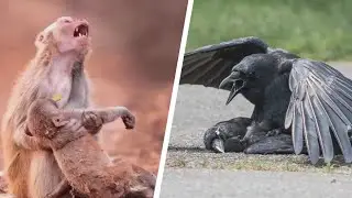 Tasirli video Odam Kabi Yig'lagan Hayvonlar Ko'ring faqat yig'lamang !
