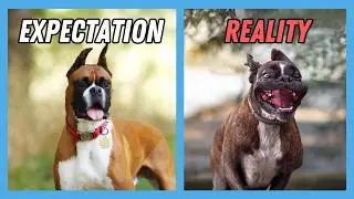 I wish I knew these BEFORE bringing home a Boxer