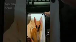 Every Samsung has a Chihuahua 🐶