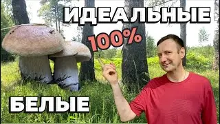 ИДЕАЛЬНЫЕ БЕЛЫЕ👌🏻 и РЕДКАЯ находка - ТРЮФЕЛЬ в Калужской области🔥Грибы 2024