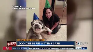 Dog dies in pet sitters care