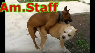 Вязка собак, Бойцовый Амстафф в деле, собачья свадьба.