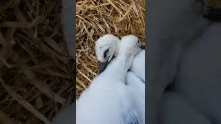Послеобеденный сон в аистиных яслях 