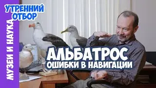 Единственный альбатрос в северной Атлантике и альбатрос-долгожитель Тихого океана. Игорь Фадеев