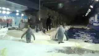 Penguins Compilation - Пингвинов много не бывает