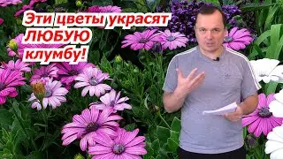 Это реально самые красивые однолетники для клумбы- попробуйте вырастить с нами!