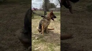 Я Герда, ищу добрые руки #собака #dog #ищухозяина