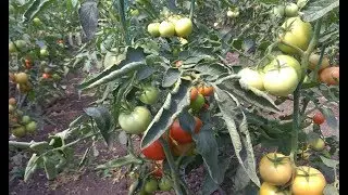 Скручиваются листья томатов. Причины.