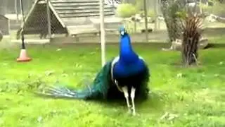 Tovus/Olloh mo'jizalaridan biri (чудеса Аллаха)