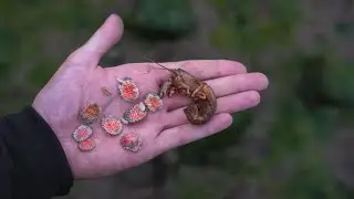 Blood Sucking Parasites How Many Shrimp Are INFECTED