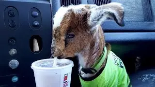 FUNNIEST Animals of 2024 will SHOCK you with laughter! 😂