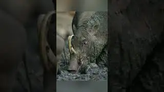 Babirusa "Pig Deer" The Strangest Pig in The World #animals #nature #wildlife