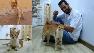 Unbalanced cat falls in love with rescuer after 31 days.