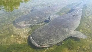 Big Catfish Underwater in Riu Ebre by Catfish World