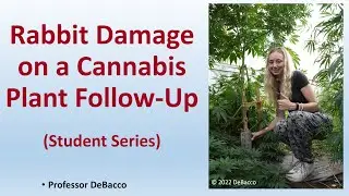 Rabbit Damage on a Cannabis Plant Follow up (Student Series)