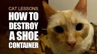 Cat Teaches You How to Destroy a Shoe Container