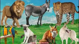 Happy Animal Moment: Lion, Leopard, Donkey, Parrot, Dog, Fox, Wolf - Animal Sounds