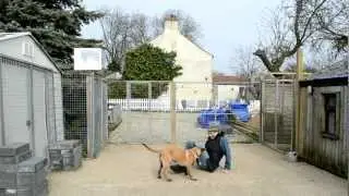 Malinois puppy drive building Django 16 weeks.MOV