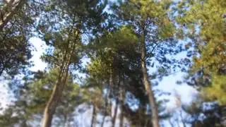 Trees in the wind (Miniature Effect)