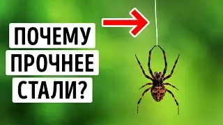 Паучий шелк настолько прочный, что может остановить самолет