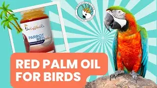 How to Feed Your Bird Red Palm Oil