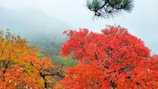 Discover the Stunning Red Leaves of Xiangshan Mountain