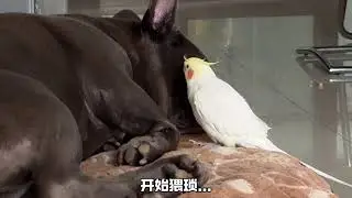 狗和鸡 Dog and the Cockatiel