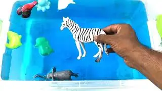 Animal learning video for kids and learn colors kids Shark toys for kids #18