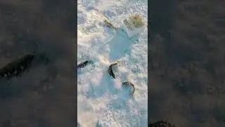 рыбалка на окуня