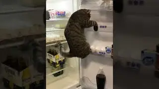 Smart Kitty Keeps Climbing Fridge Shelves || ViralHog