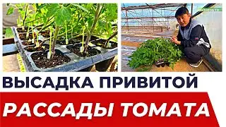 Высадка привитой рассады томата у Нигмата акя! 1 серия. 