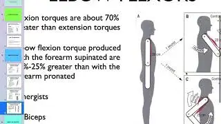 Muscle Mechanics of the elbow and forearm