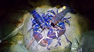 Amazing Night Forage ! Sea Life Everywhere! CATCH & COOK