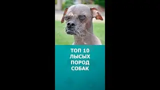 Топ 10 лысых пород собак 