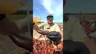 BUG Eggs On Your Crawfish?! 